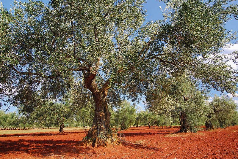Das beste Olivenöl der Welt